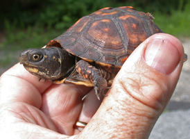 Eastern Box Turtle